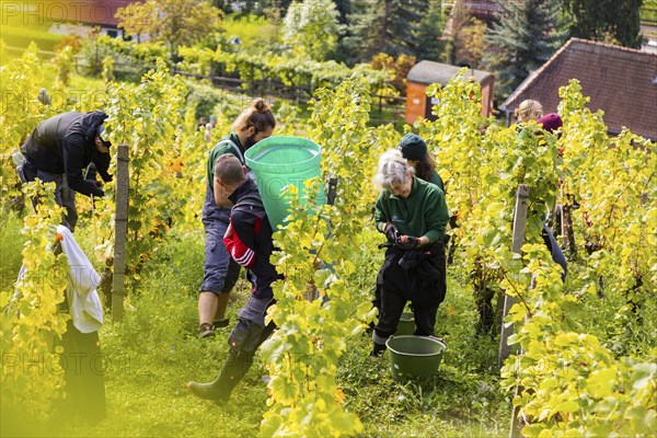 Saxon State Winery Schloss Wackerbarth invites the press to the grape grape harvest in the Goldener