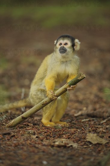 Common squirrel monkey (Saimiri sciureus), juvenile, stick, hold, look, high, above, ground,