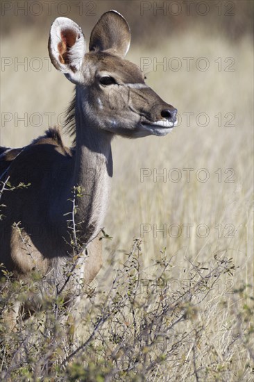 Greater kudu (Tragelaphus strepsiceros), adult female standing behind the shrubs, eye contact,
