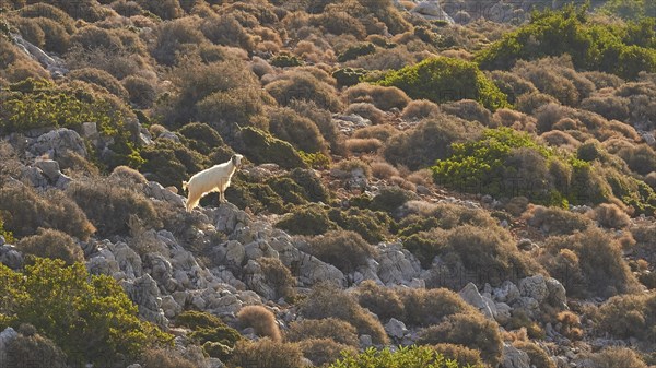 Single white goat (caprae) on rocks, small, backlight, Machia, Rodopou peninsula, western Crete,