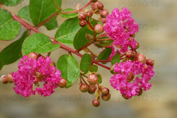 Crepe myrtle (Lagerstroemia indica), Indian lager myrtle, Chinese curly myrtle, Lythraceaee