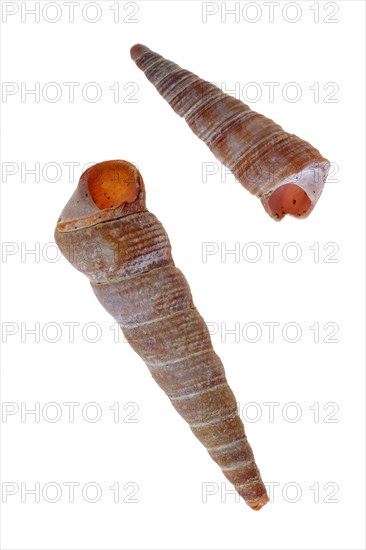 Common pelican foot, Common pelican feet, Other animals, Shells, Animals, Molluscs, Turret-shell,
