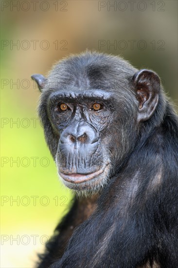 Common Chimpanzee (Pan troglodytes)