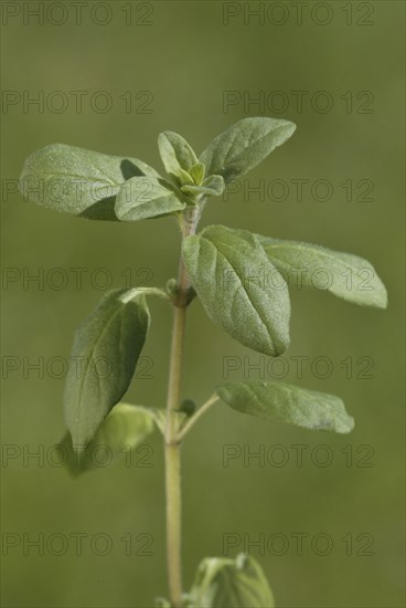 Marjoram (Origanum majorana) leaves