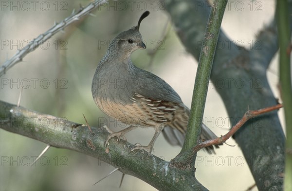 Gambel's Quail (Callipepla gambelii), female, Sonora desert, Arizona, USA, Helmwachtel, weiblich,