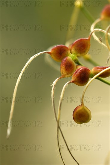 Clematis recta (Clematis recta) clematis