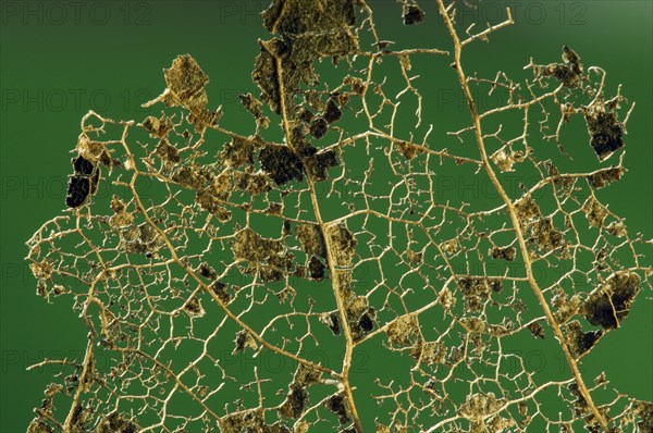 European beech (Fagus sylvatica), Common beech leaf skeleton showing remaining veins, xylem,