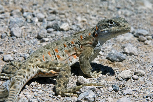 Long-nosed leopard lizard (Gambelia wislizenii) moulting in the Sonoran Desert, and northern