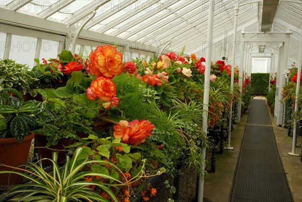 Greenhouse with begonias (Begonia hybrid), Begoniaceae (Begoniaceae) West Dean Garden, West Sussex,