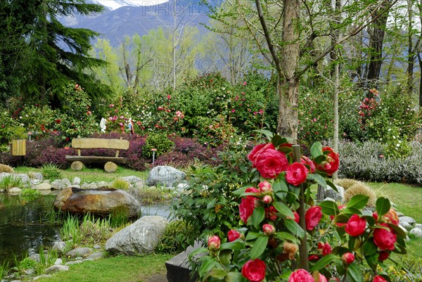 Camellia Park (Theaceae), Locarno, Ticino, Switzerland, Europe