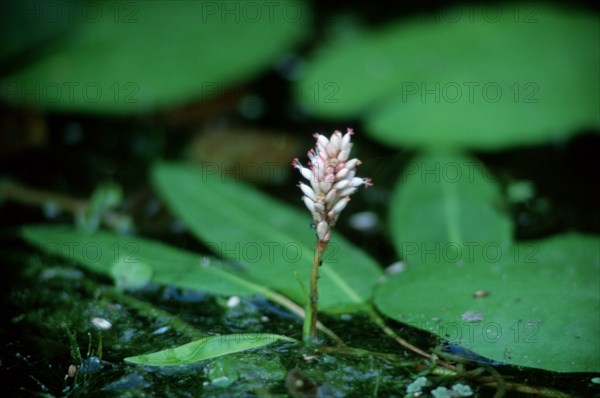 Water knotweed (Polygonum amphibium)