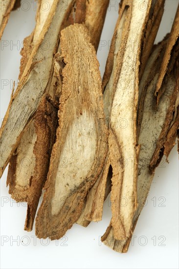 True cinnamon tree (Cinnamomum verum)
