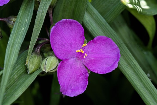 Spiderwort (Tradescantia), Commelinaceae