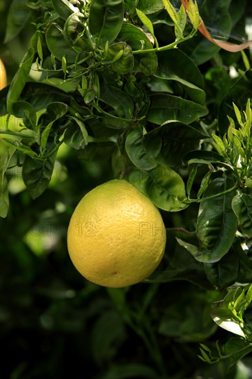 Grapefruits on the tree (Citrus grandis)