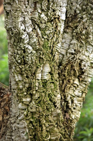 Cork oak (Quercus suber), California, USA, North America
