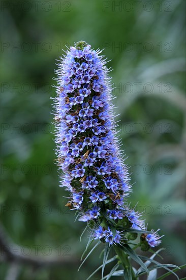 Madeiran pride of madeira (Echium candicans)