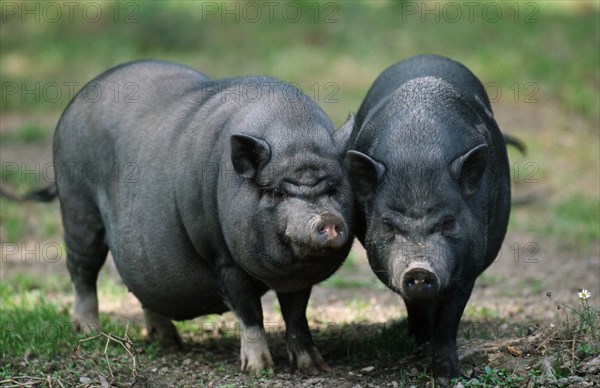 Vietnamese Pot-bellied Pigs pair, Vietnamese pot-bellied pigs, pair, Vietnamese pot-bellied pig,