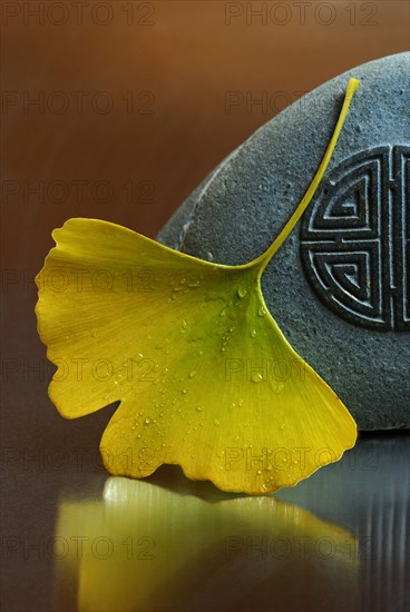 Ginkgo (Ginkgo biloba) leaf and stone, gingko
