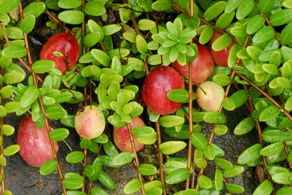 Culture-Lingonberries (Vaccinium vitis-idaea) Early Black, Cranberry