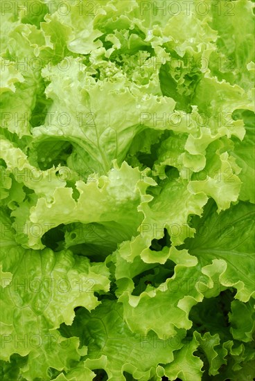 Lettuce 'Batavia Laura', old cultivation (Lactuca sativa capitata)