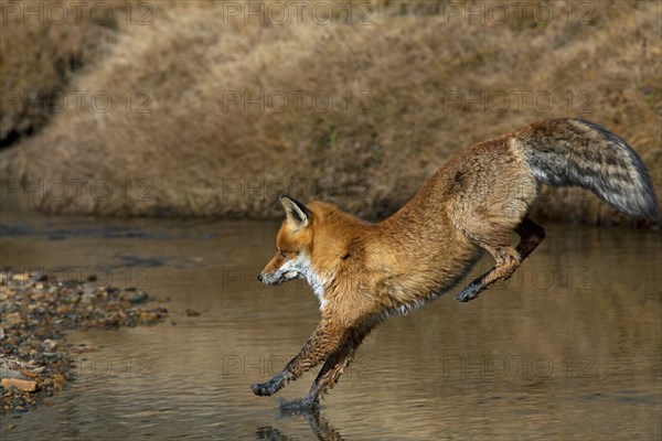 Red fox, red foxes (Vulpes vulpes), Fox, Foxes, Canines, Predators, Mammals, Animals, Red fox