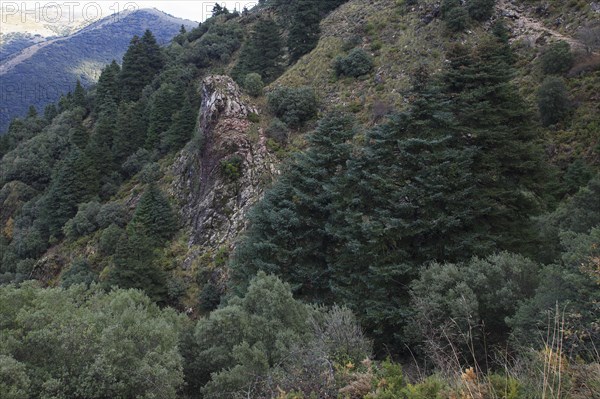 Hedgehog Forest, Sierra de Grazalema National Park, Andalucia (Abies pinsapo), Hedgehog, Spain,