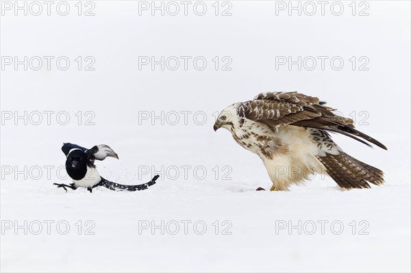 Common Buzzard and Common Magpie (Pica pica), Lower Saxony, Germany (Buteo buteo)