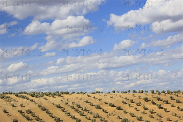 Olive groves, province of Jaon, Andalusia, Spain, Europe