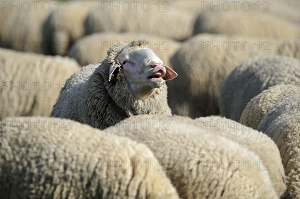 Merino sheep, sheep, sheep