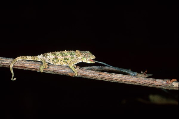 Young short-horned chameleon (Calumma brevicornis) hunting, page, Madagascar, Africa