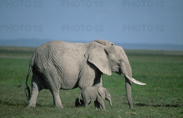 African elephants (Loxodonta africana), cow with calf, Amboseli National Park, page, Kenya, Africa