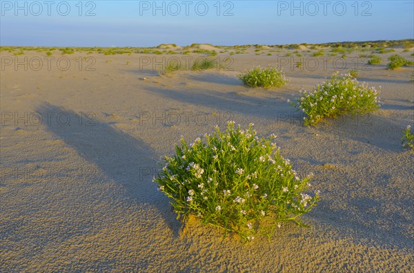 Sea mustard, De Hors beach, near Den Hoorn, Texel island, North Holland, Netherlands