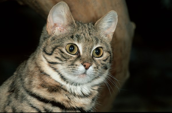 Black-footed cat (felis nigripes)