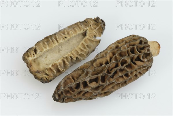 Morels (Morchella conica), pointed morels, Europe, fungi, mushrooms, crop, object, indoor, studio,
