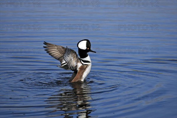 Hooded merganser (Lophodytes cucullatus), male, Merrit, wing beat, Iceland, USA, Europe
