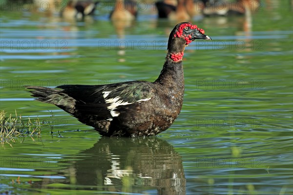 Moscovy Duck (Cairina moschata), Pantanal, Brazil, South America