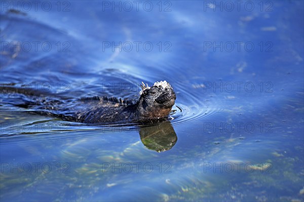 Galapagos marine iguana (Amblyrhynchus cristatus), marine iguana, Ecuador, South America