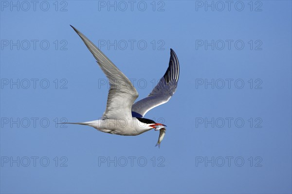Common Tern (Sterna hirundo) with fish, Texel, Netherlands