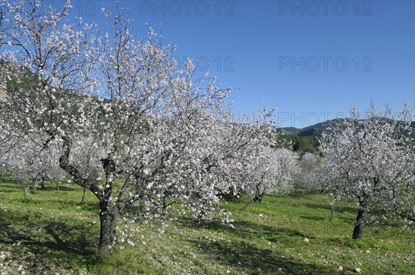 Flowering Almond trees (Prunus dulcis), Tramuntana Mountains, Majorca, Balearic Islands, Spain,