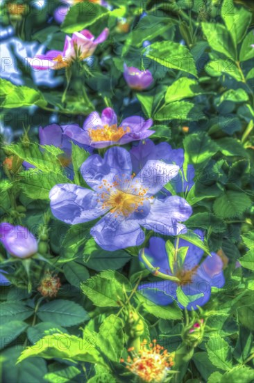 Dog rose (Rosa canina), dog rose, dog rose, heather rose, hagrose, oil painting, soft colours,