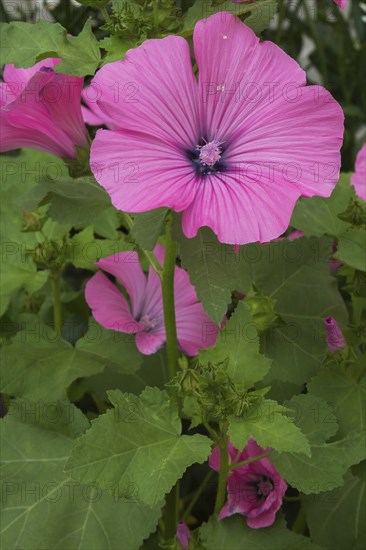 'Twins Hot Pink' Mallow (Lavatera) flower in summer, Quebec, Canada, North America
