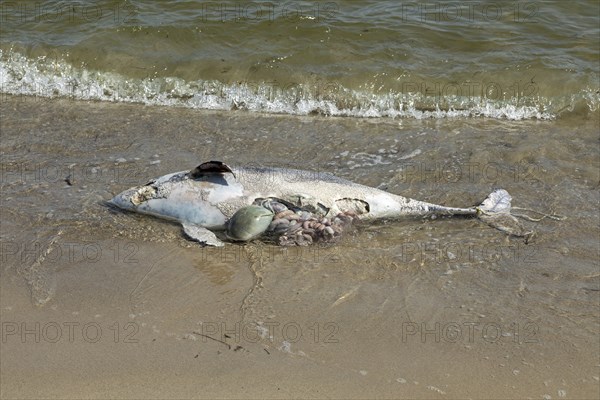 Dead porpoise on the south beach, Göhren, Rügen Island, Mecklenburg-Western Pomerania, Germany,