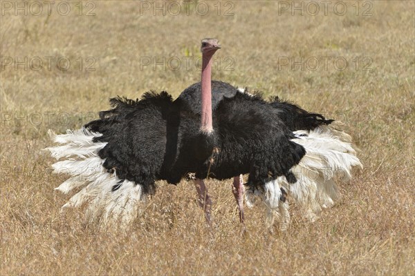African Ostrich (Struthio camelus) performing a mating dance, Ngorongoro Conservation Area,