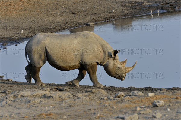 Hook-lipped rhinoceros or Black rhinoceros (Diceros bicornis) at waterhole Chudop, Etosha National