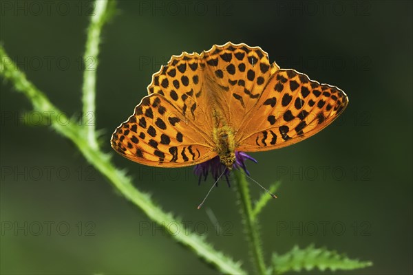 Silver-washed fritillary (Argynnis paphia), male, on flower of creeping thistle (Cirsium arvense),