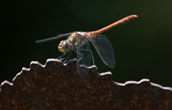 Common Darter (Sympetrum striolatum), Stuttgart, Baden-Württemberg, Germany, Europe