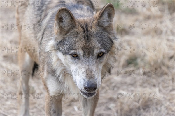 Mongolian wolf (Canis lupus chanco) in Gevaudan Park. Marvejols, Cevennes, France, Europe