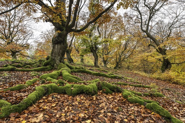 Old copper beech (Fagus sylvatica), Hutebuche, Hutewald Halloh, Hesse, Germany, Europe