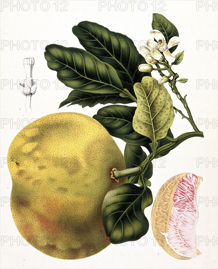 Grapefruit, chinese grapefruit (Citrus maxima), also Citrus grandis, is an evergreen tree that