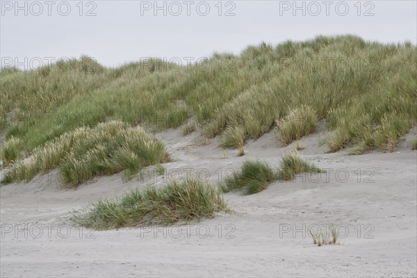 Dune landscape, Terschelling, Netherlands